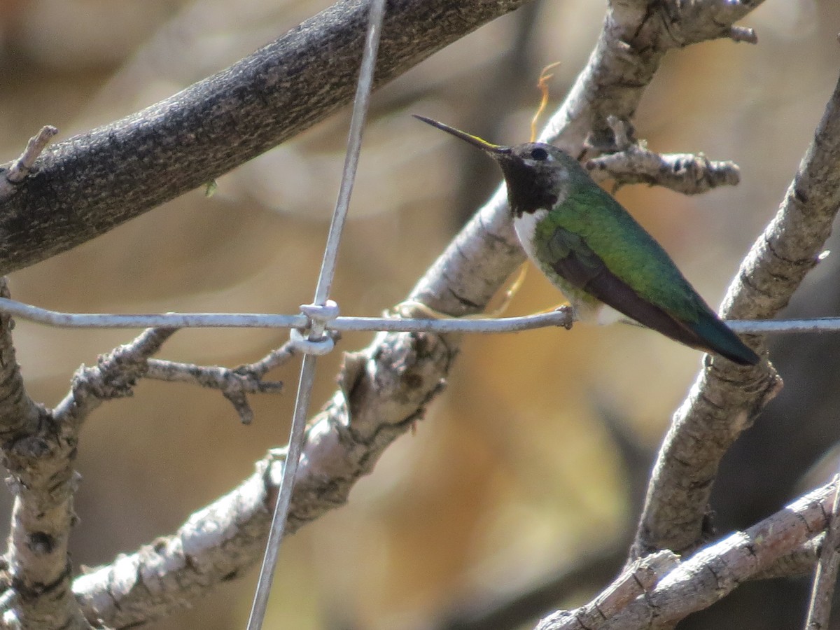 Broad-tailed Hummingbird - ML548360351