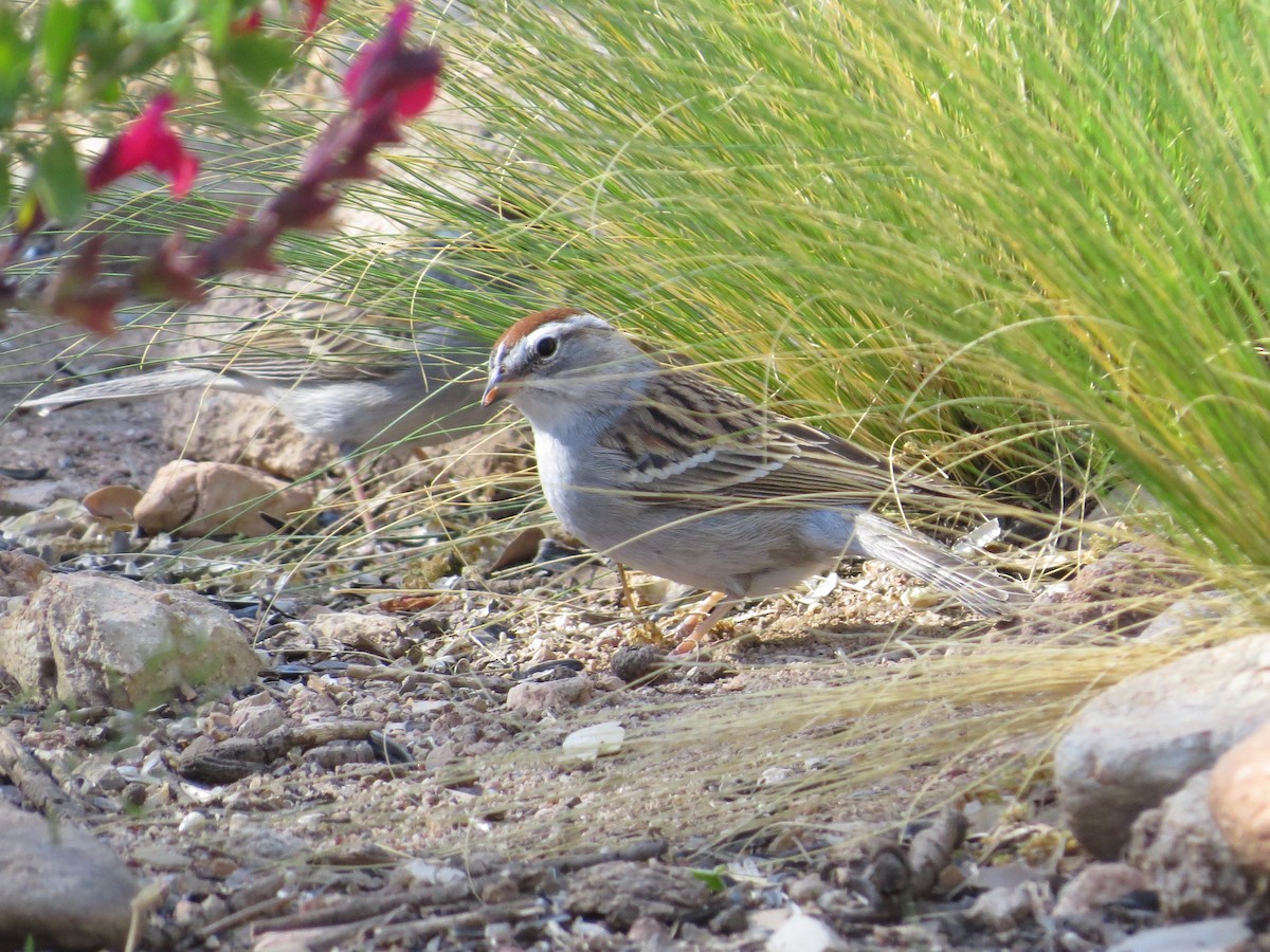Chipping Sparrow - ML548360671