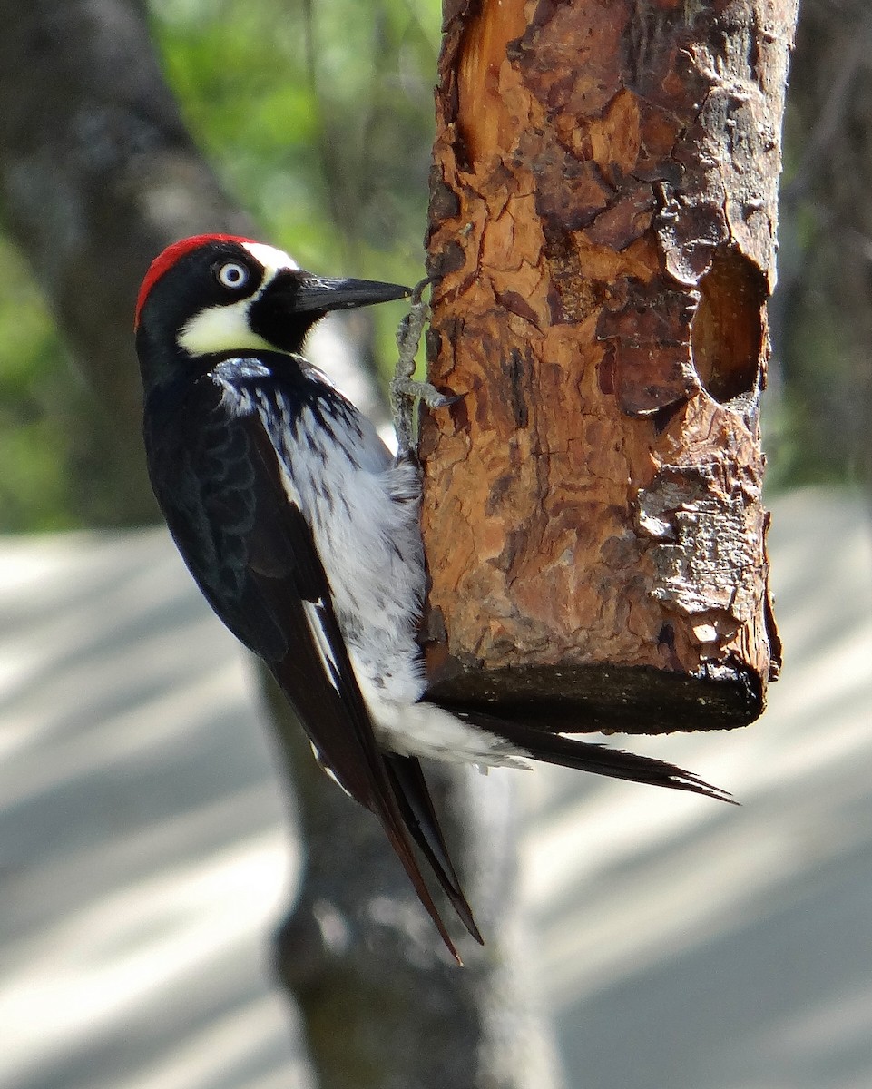 Acorn Woodpecker - ML54836711