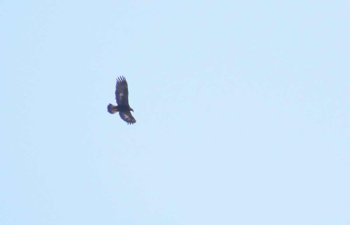 eBird Checklist - 22 Mar 2023 - Piste cyc. La Granbyenne - 24 species