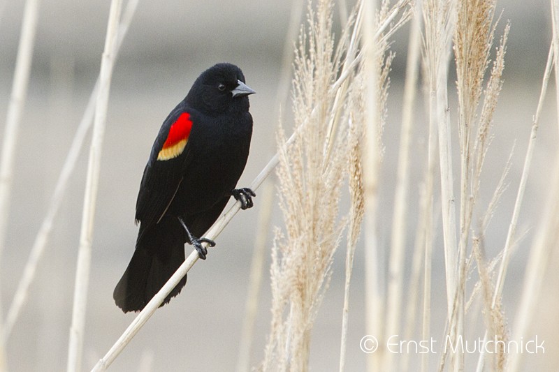 Red-winged Blackbird - Ernst Mutchnick