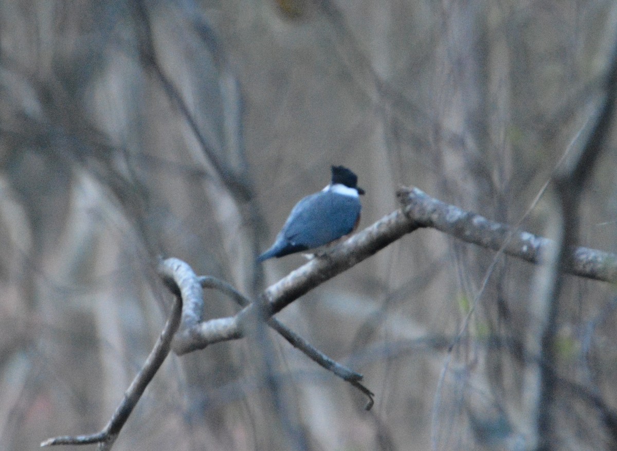 Belted Kingfisher - ML548374891