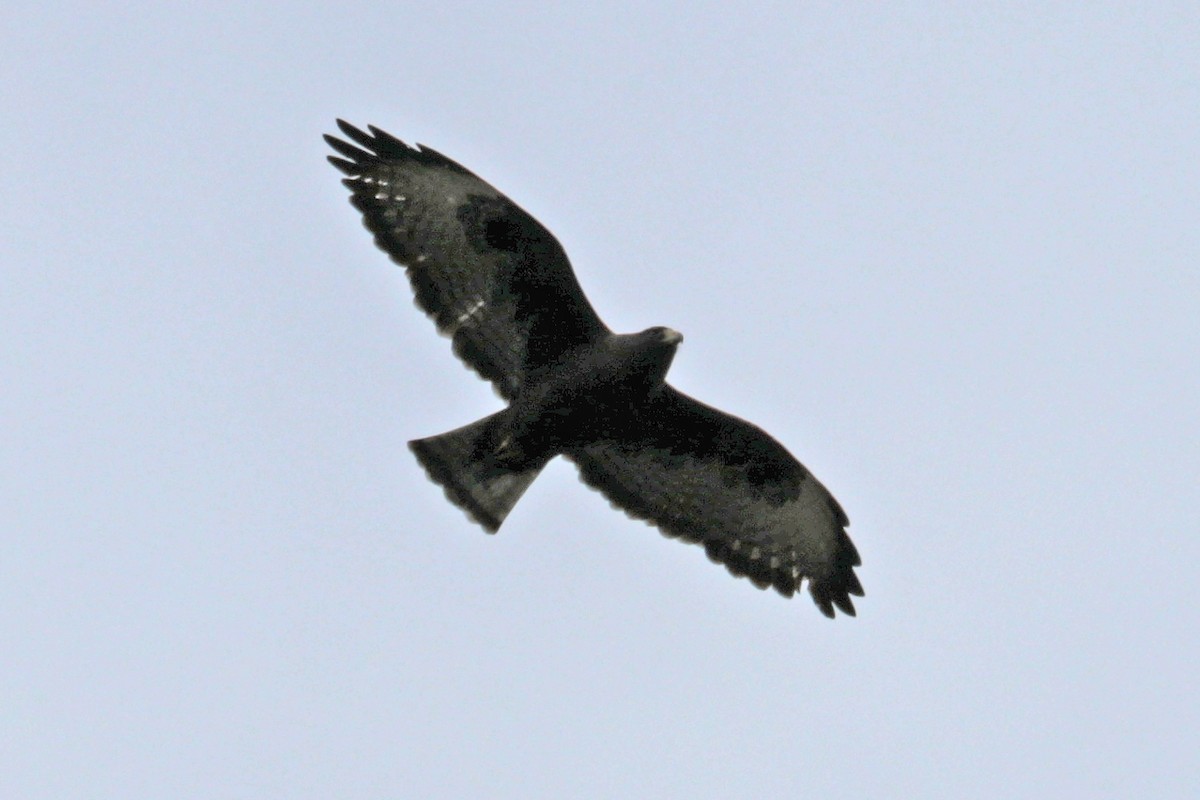 Short-tailed Hawk - Richard Fray