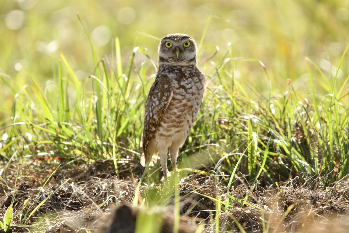 Burrowing Owl - ML548377221