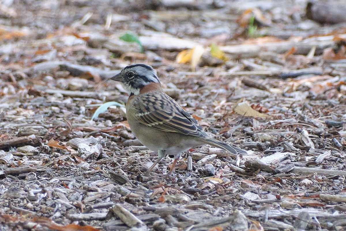 Rufous-collared Sparrow - ML548378721