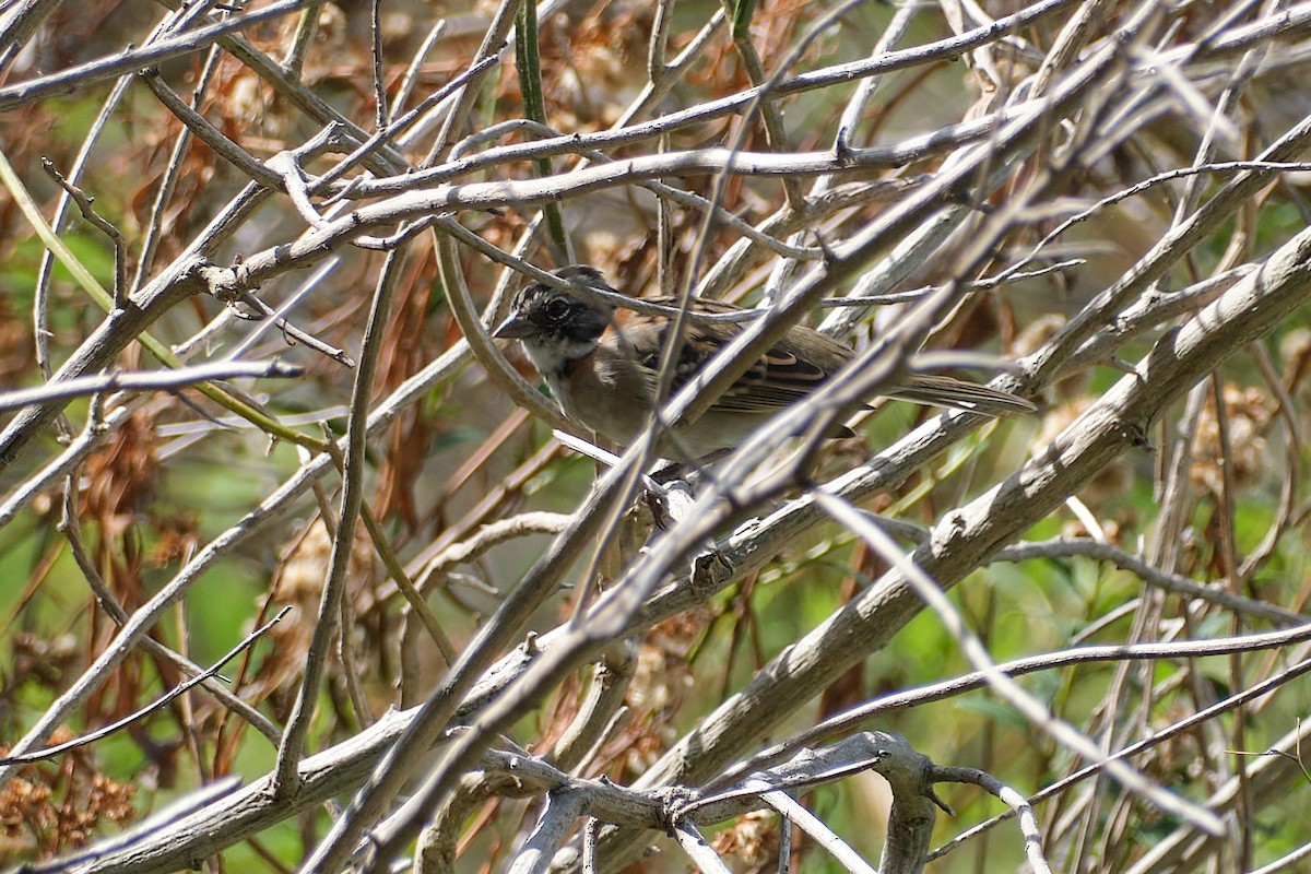 Rufous-collared Sparrow - ML548378731