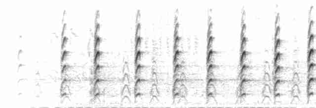  - Black-necked Stilt (Black-necked)