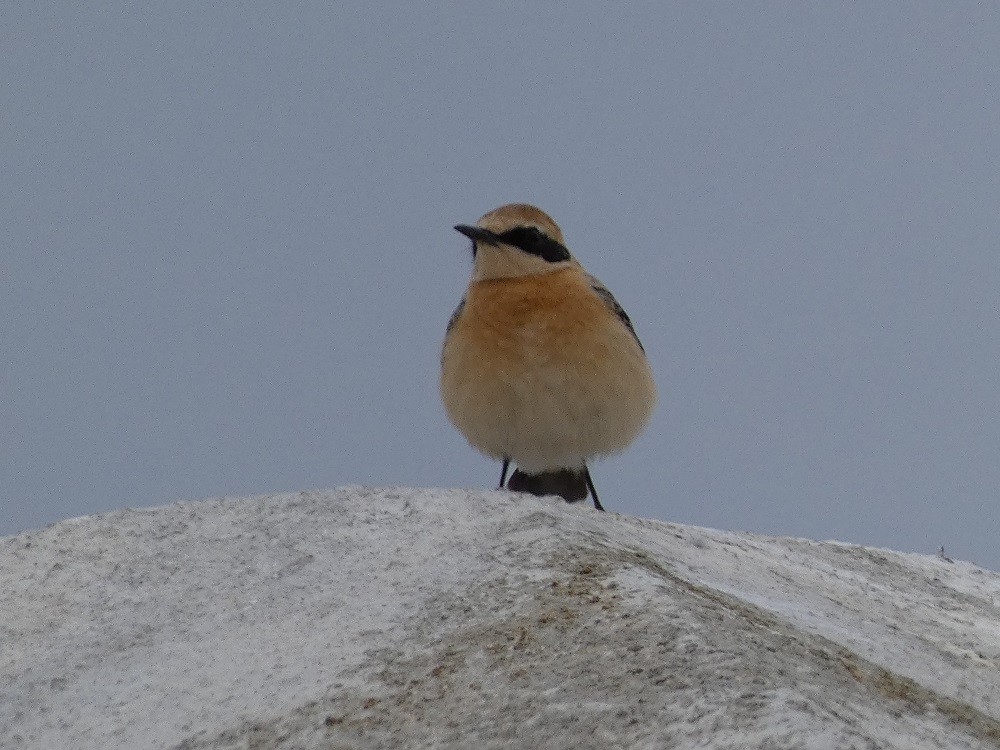 Western Black-eared Wheatear - ML548382301