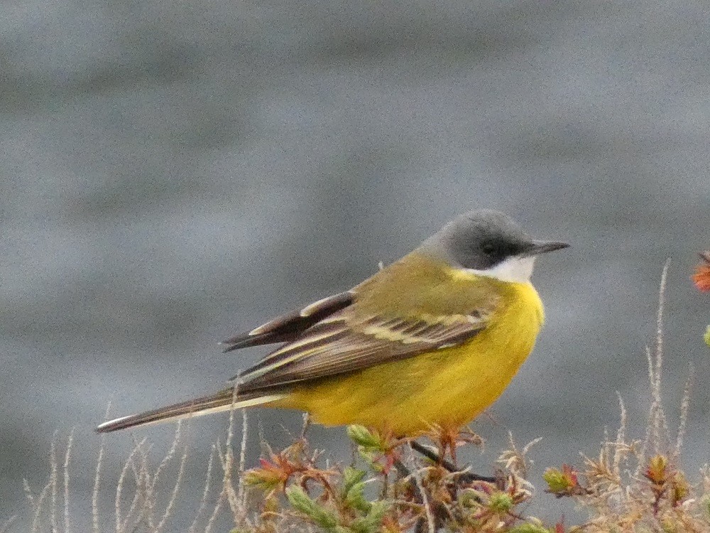 Western Yellow Wagtail - ML548382381