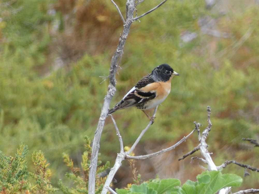 Brambling - ML548382481