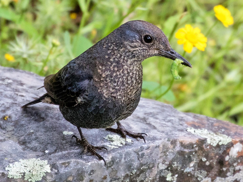 Blue Rock-Thrush - Suzanne Labbé