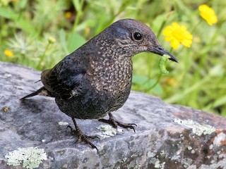 Самка/молодая птица (solitarius/longirostris) - Suzanne Labbé - ML54838601