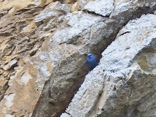  - Blue Rock-Thrush