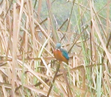 Blue-eared Kingfisher - ML548386471