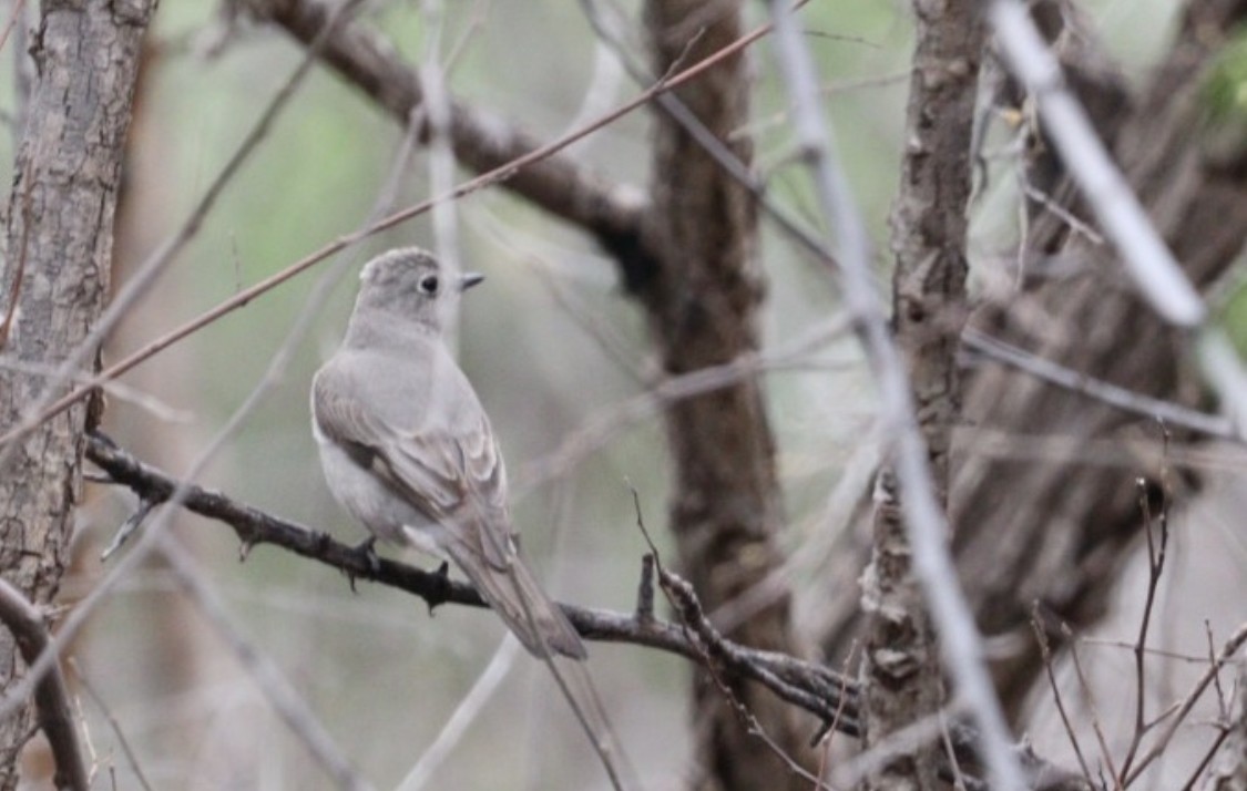 Townsend's Solitaire - ML548386981
