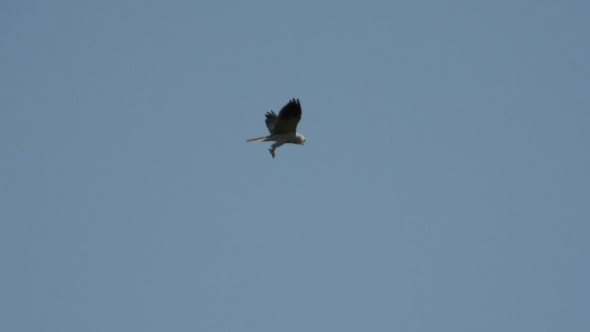 White-tailed Kite - ML548390241