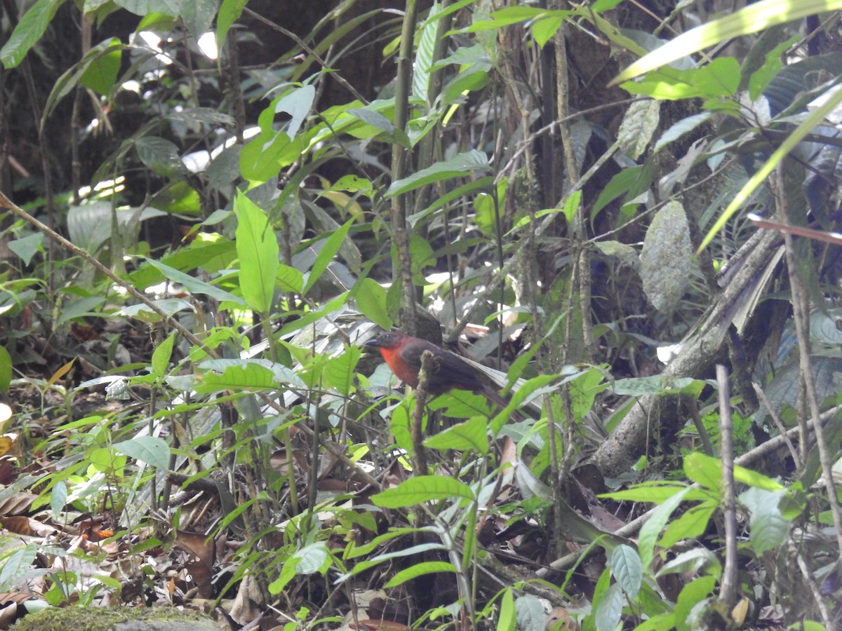 Red-throated Ant-Tanager - Ken Harris