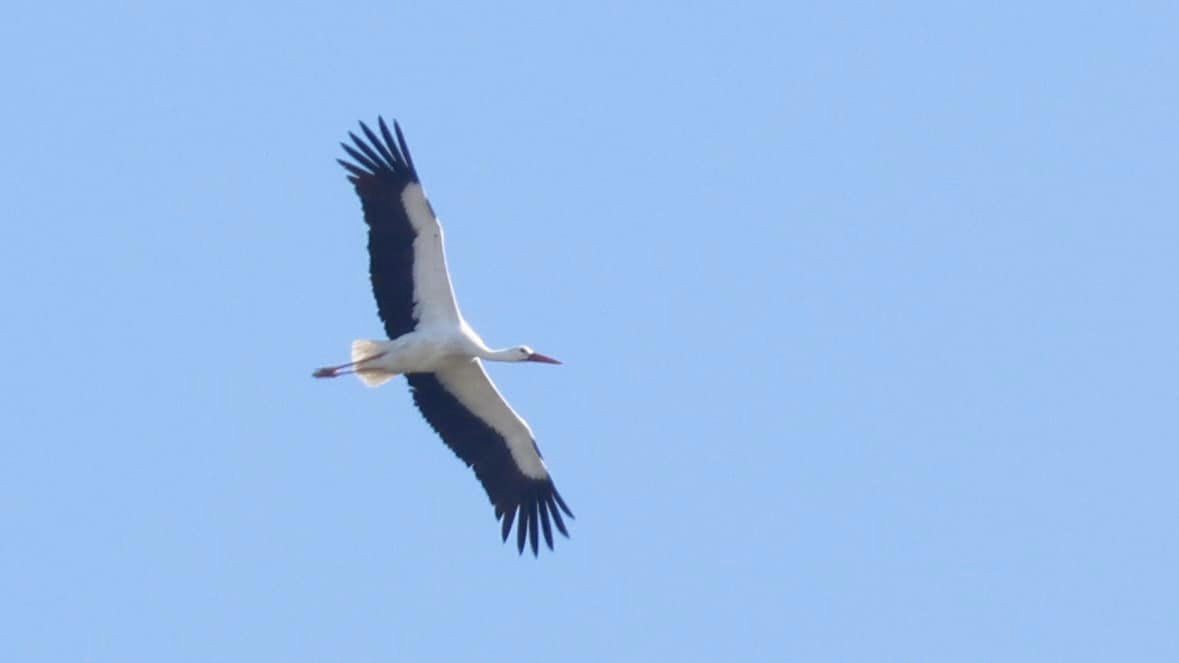 White Stork - ML548393601