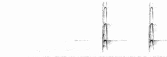  - Black Oystercatcher