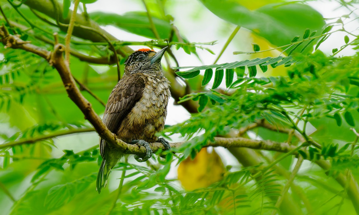 Arrowhead Piculet - Matti Rekilä