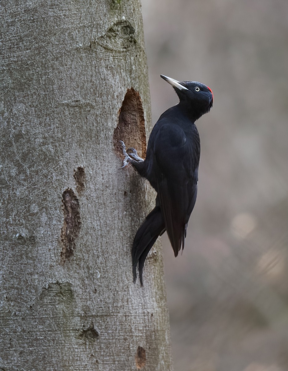 Black Woodpecker - ML548396811