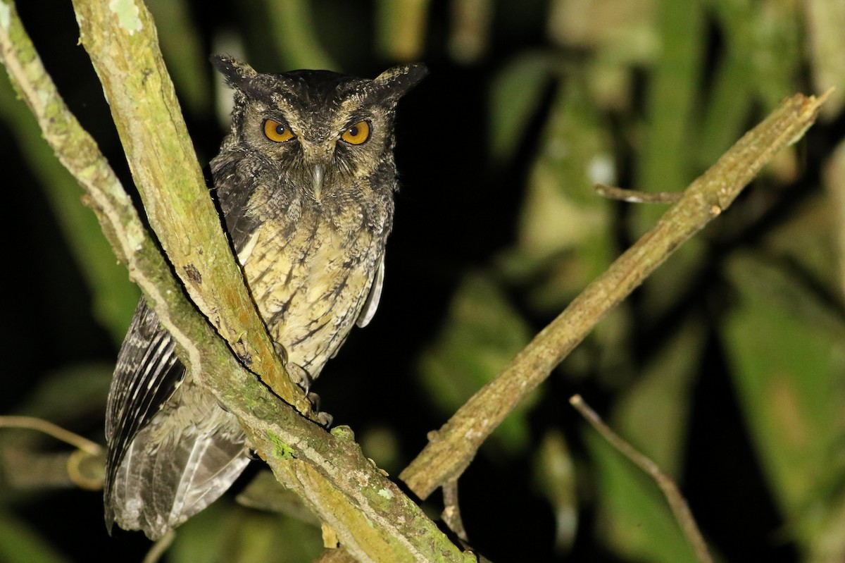 Tawny-bellied Screech-Owl - Luke Seitz