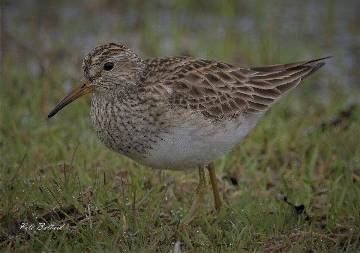 eBird Checklist 22 Mar 2023 Heckscher SP, East Islip 1 species