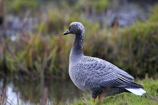 Emperor Goose, ML548398911