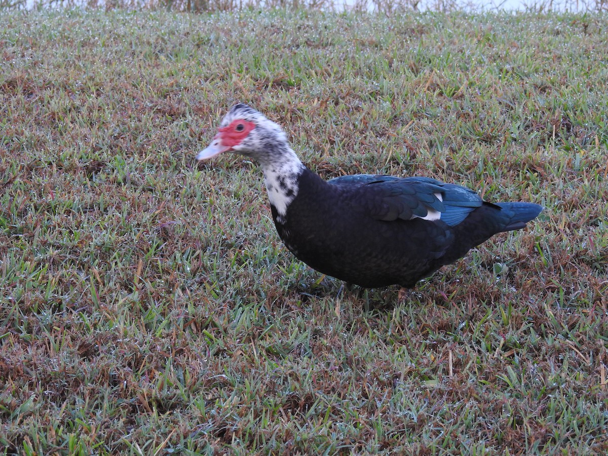 Muscovy Duck (Domestic type) - ML548401491