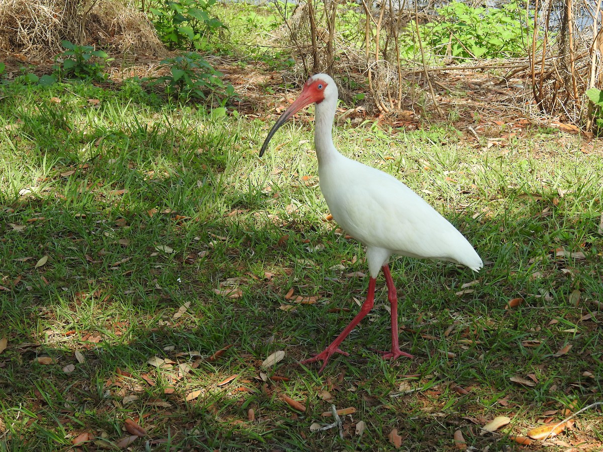ibis bílý - ML548402231