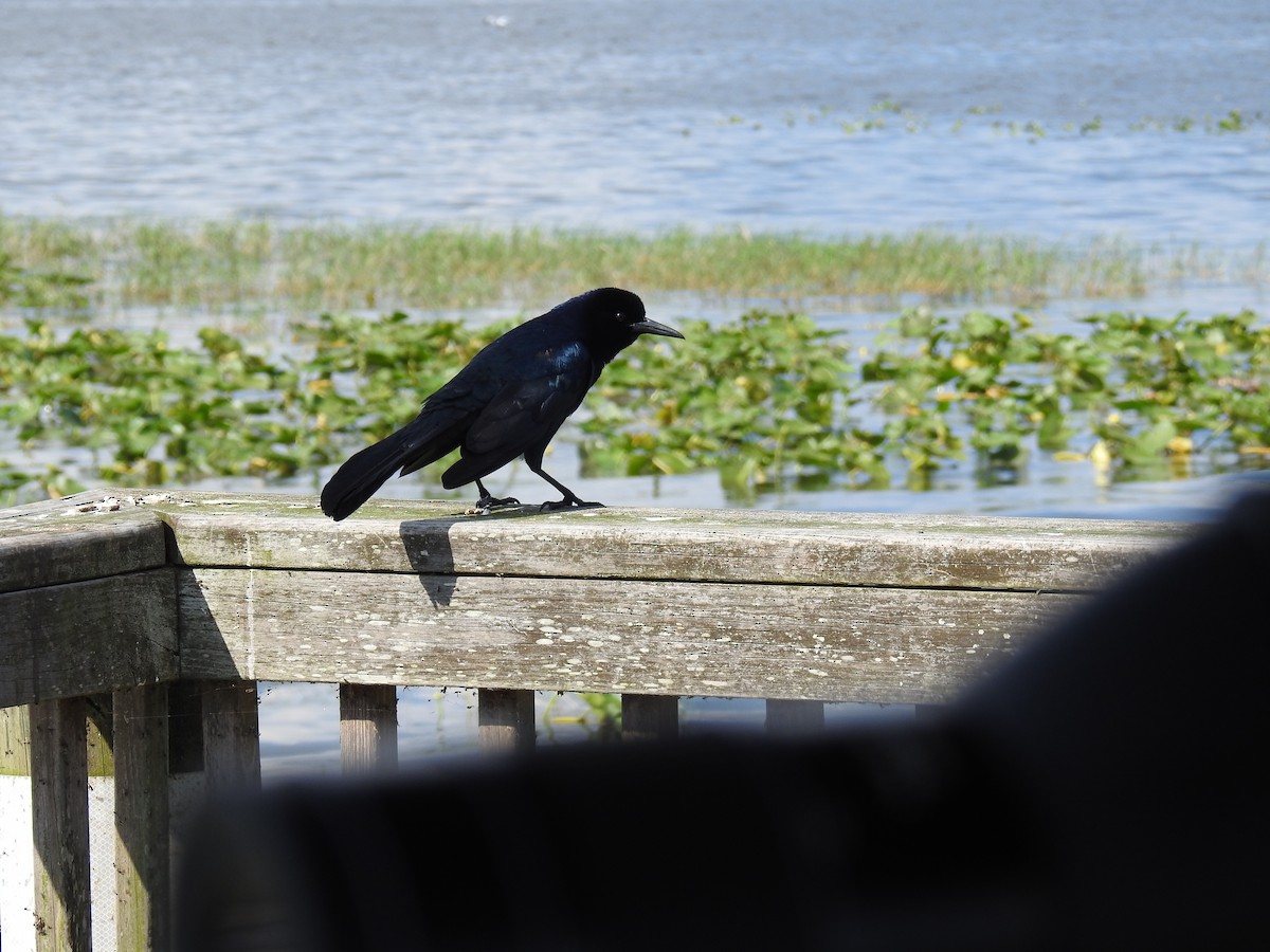 Boat-tailed Grackle - ML548403011