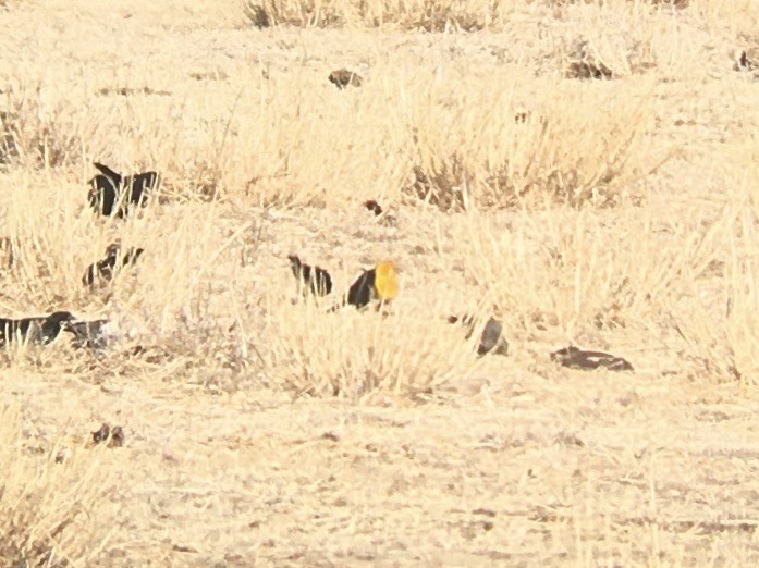 Yellow-headed Blackbird - ML548403401