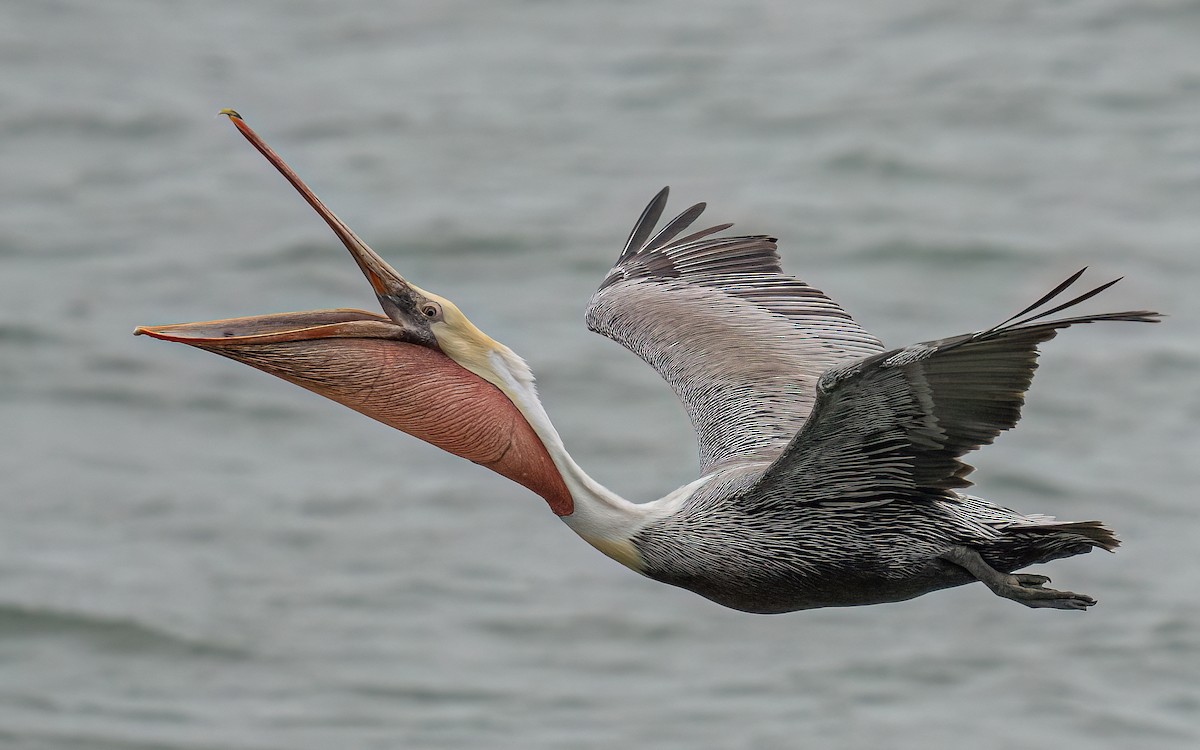 pelikán hnědý (ssp. californicus) - ML548403531