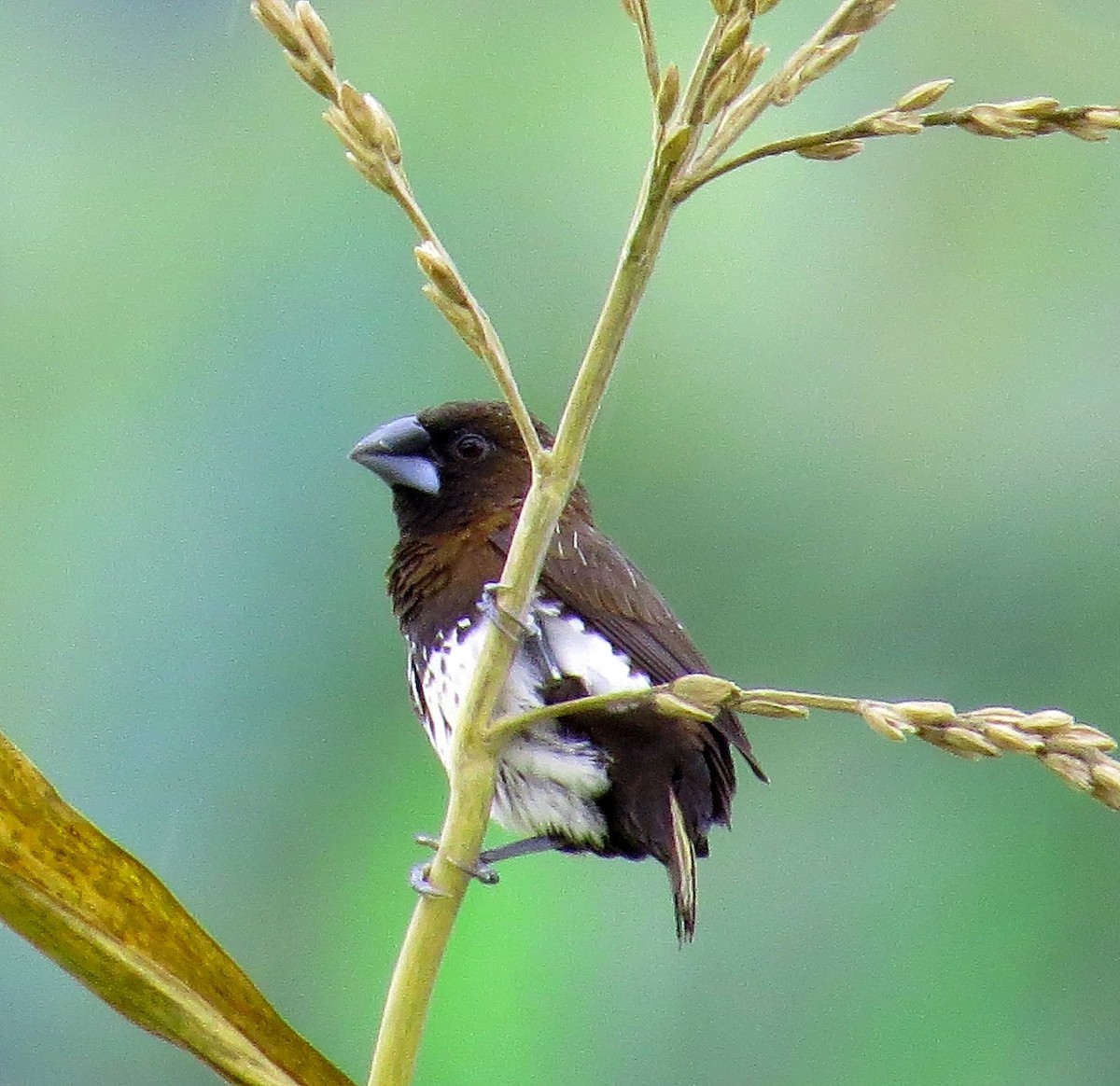 White-bellied Munia - Andrew Collins