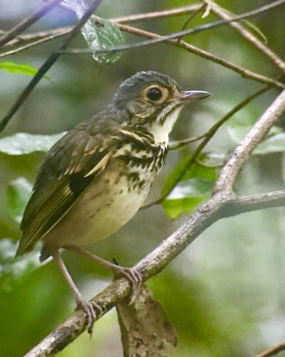 Spotted Antpitta - ML54840511