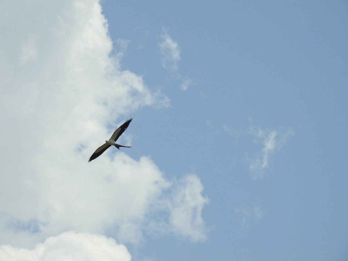 Swallow-tailed Kite - ML548405201