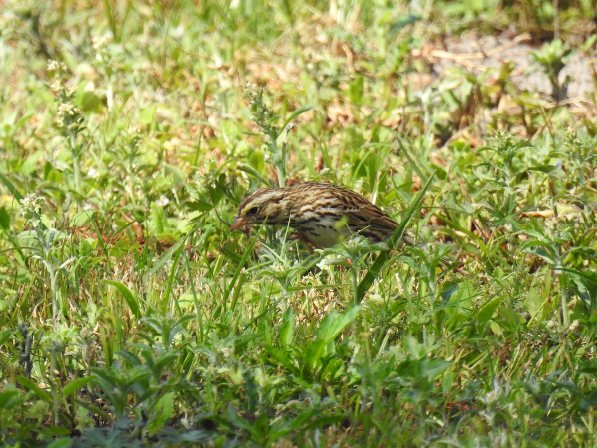 Savannah Sparrow - ML548405701