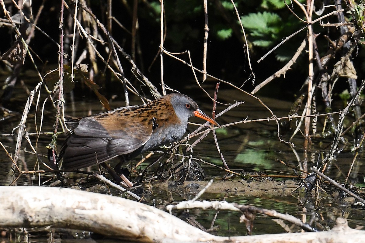 Water Rail - Maryse Neukomm