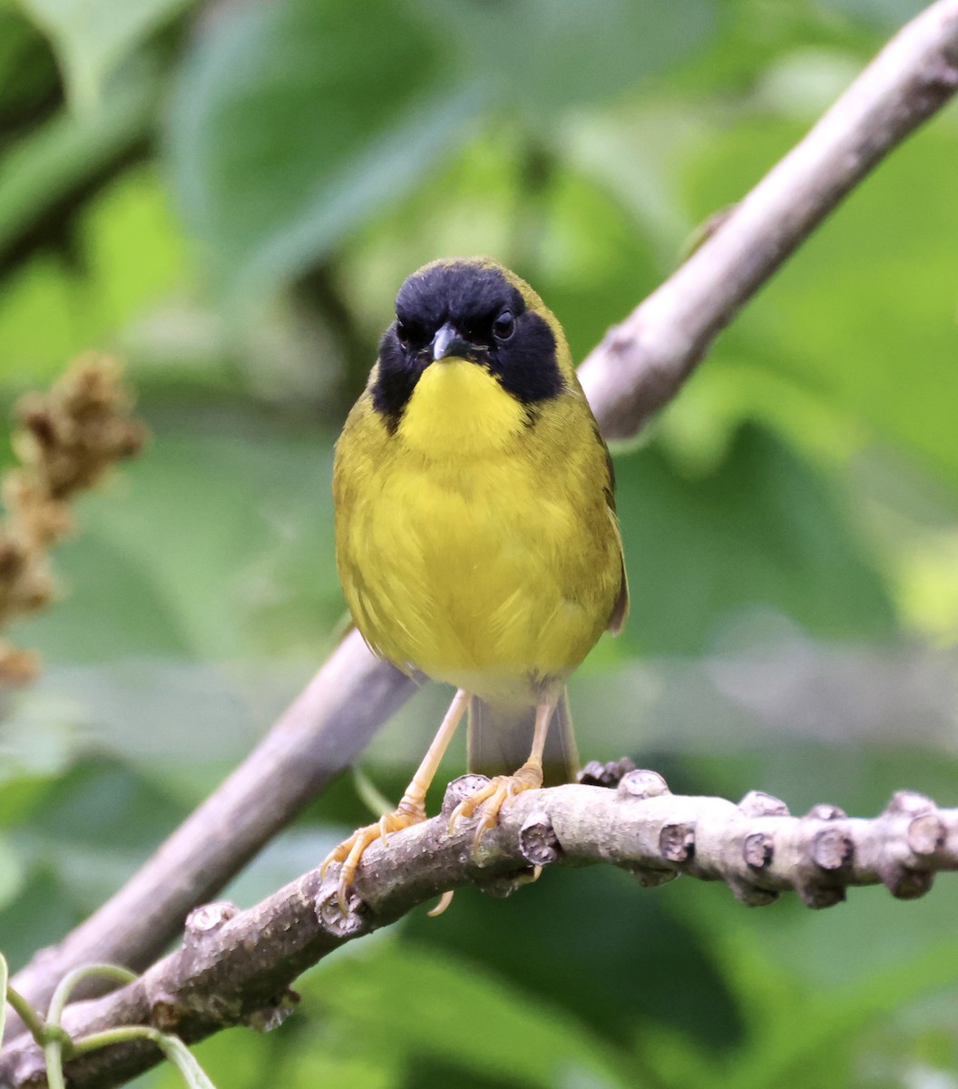 Olive-crowned Yellowthroat - ML548407301