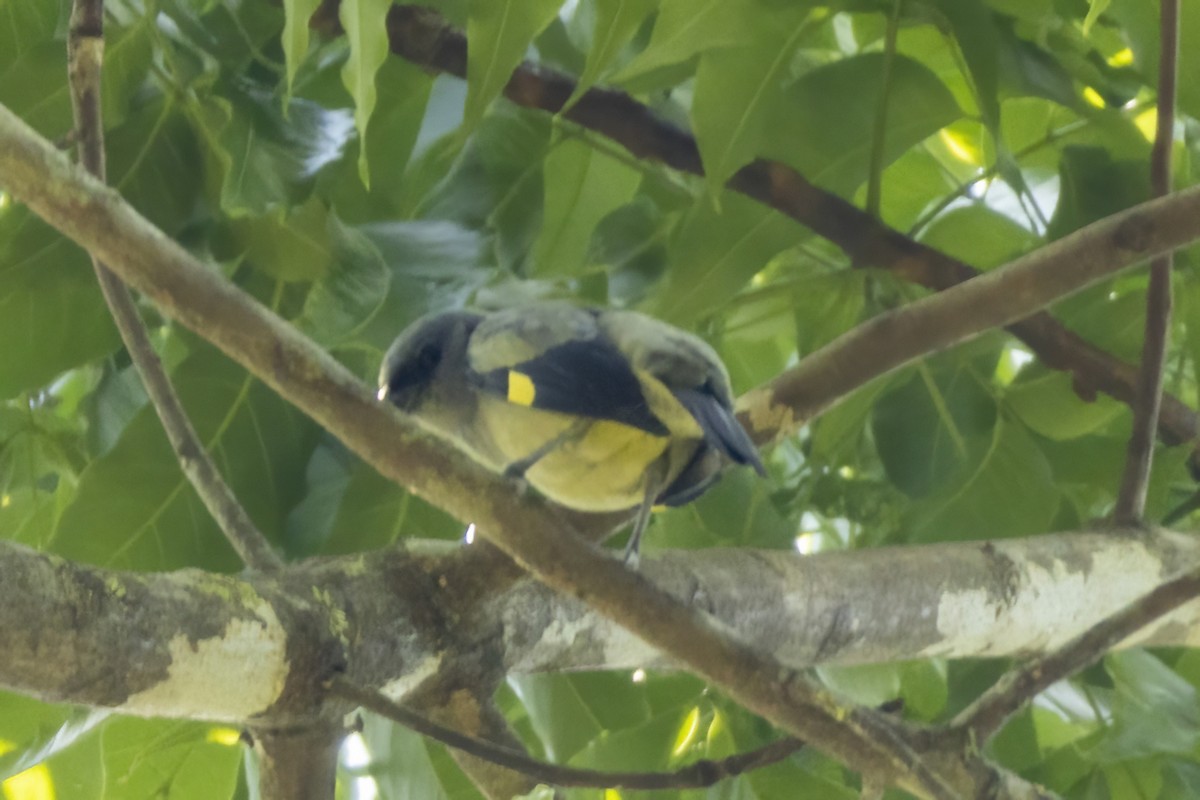Yellow-winged Tanager - ML548409201