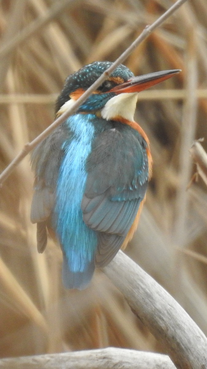 Common Kingfisher - ML548415131