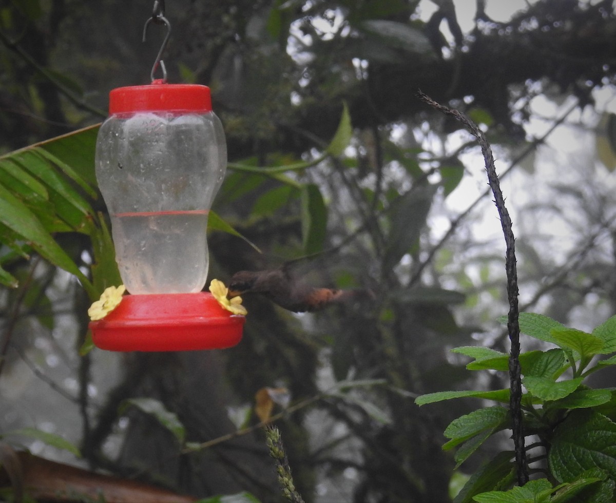 kolibřík fialovouchý - ML548420121