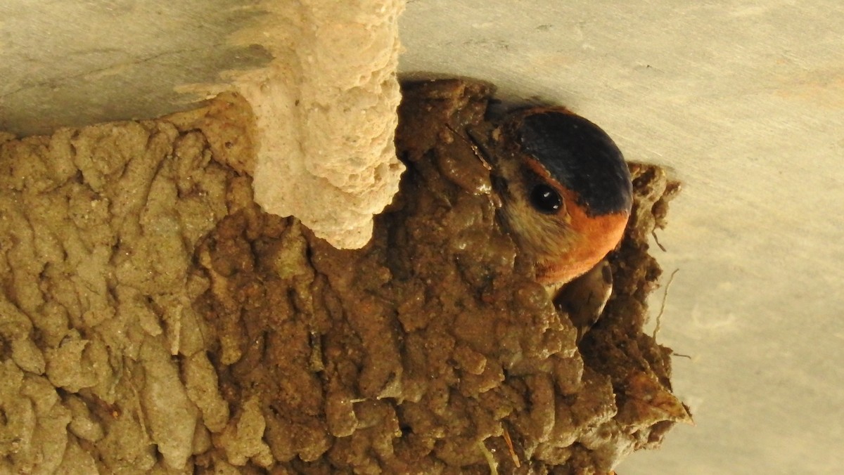 Red-rumped Swallow - ML548420161
