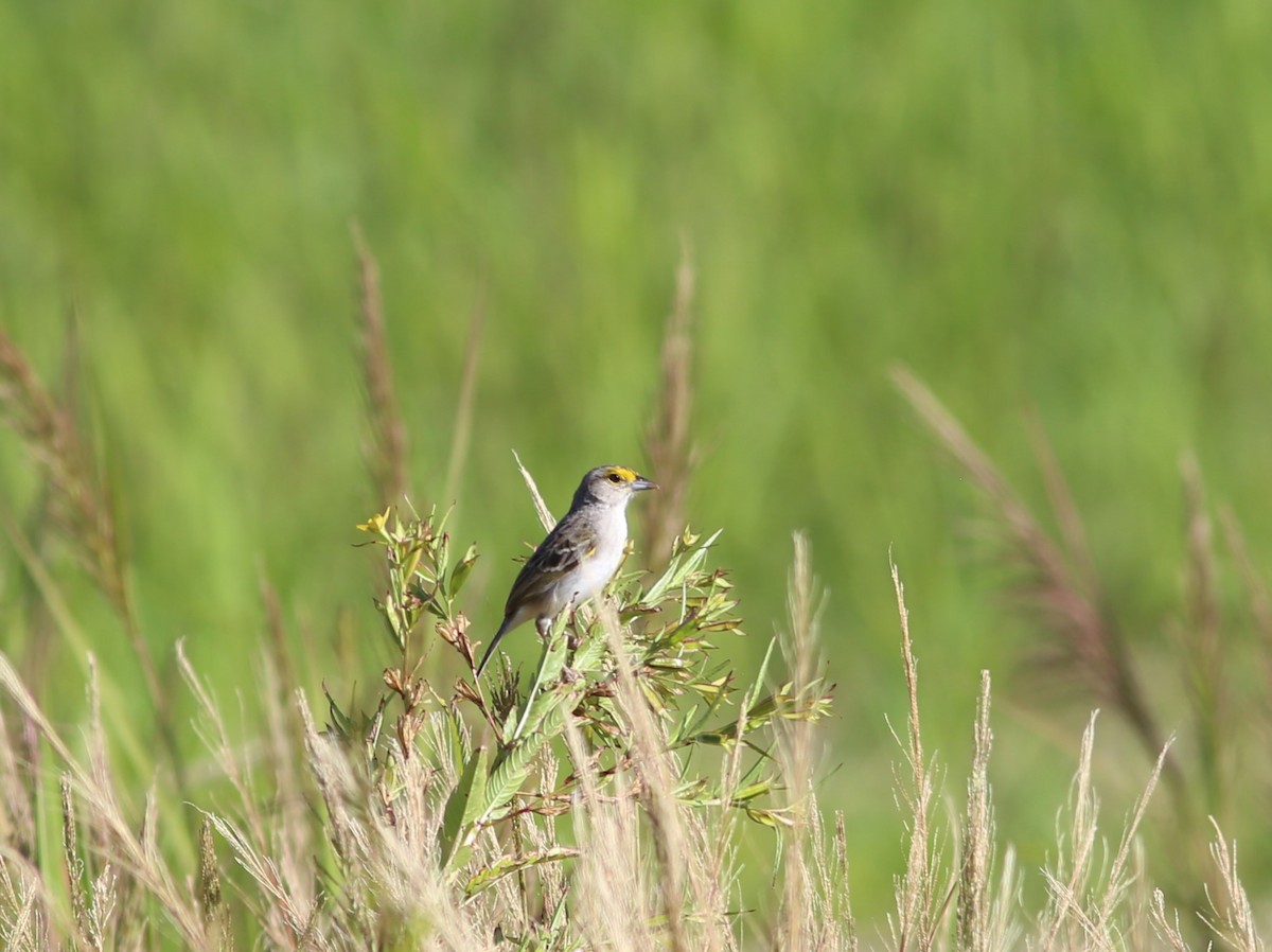 Yellow-browed Sparrow - Rohan van Twest