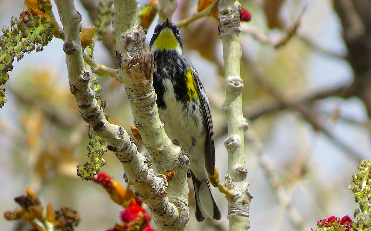 Yellow-rumped Warbler (Myrtle x Audubon's) - ML54842121