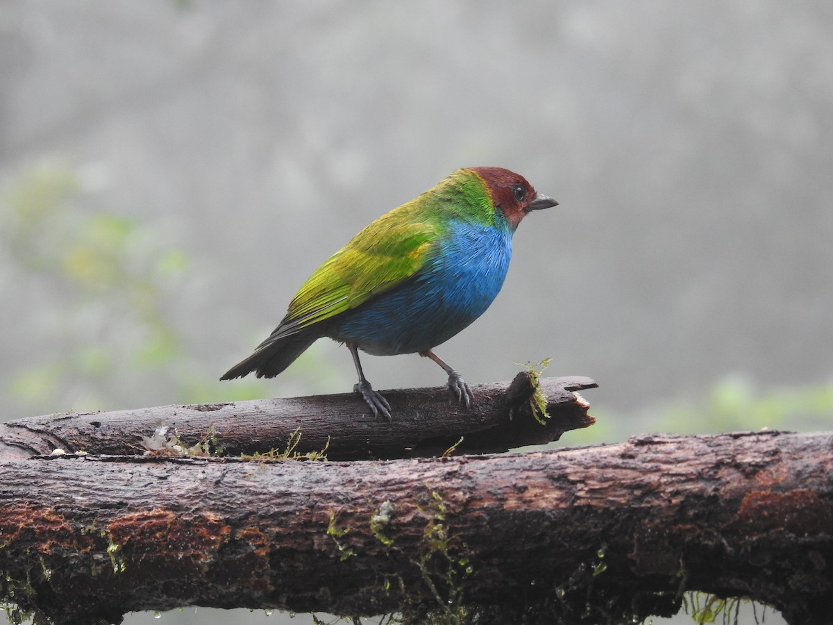 Bay-headed Tanager - ML548422721