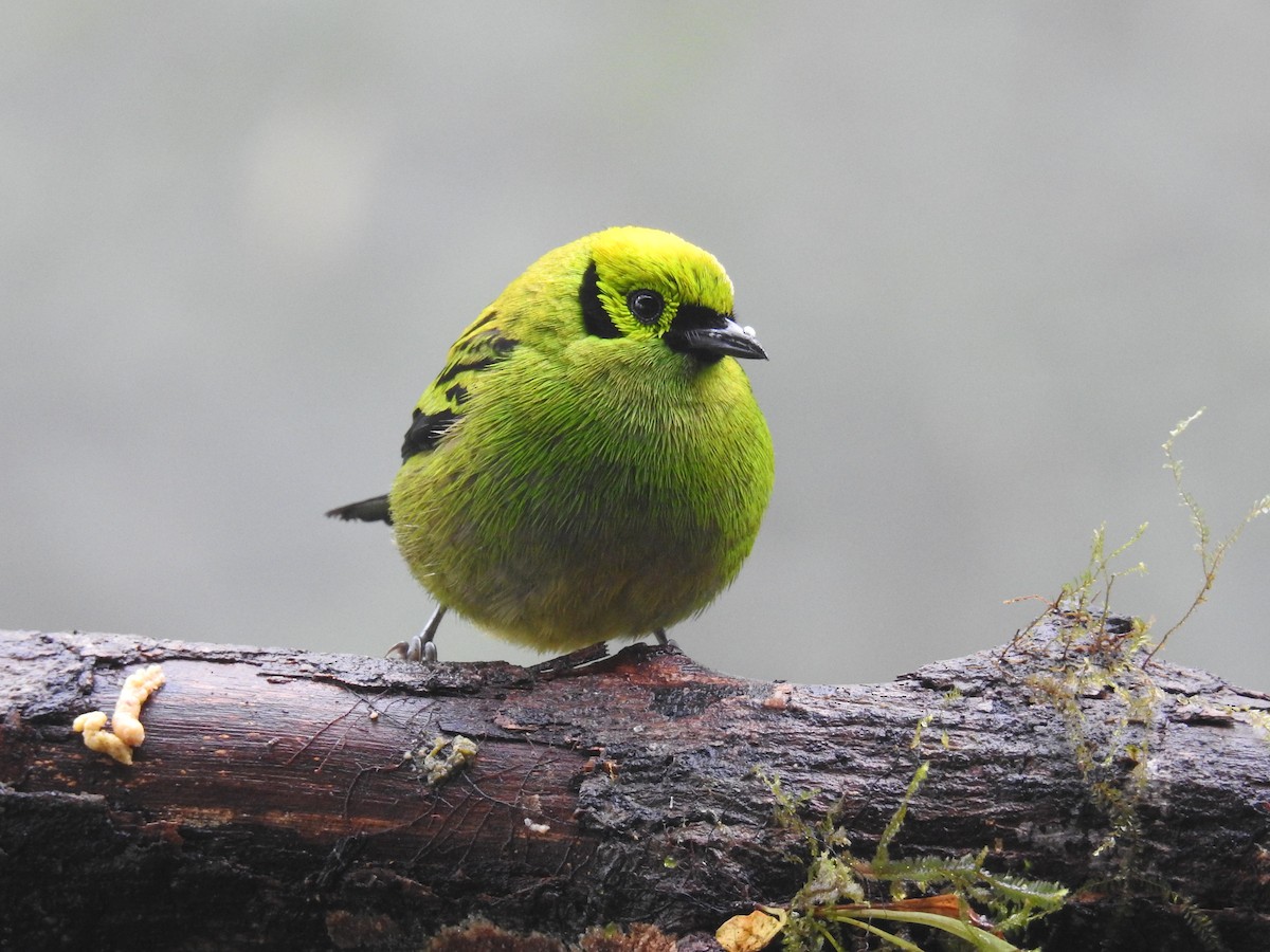 Emerald Tanager - ML548422931