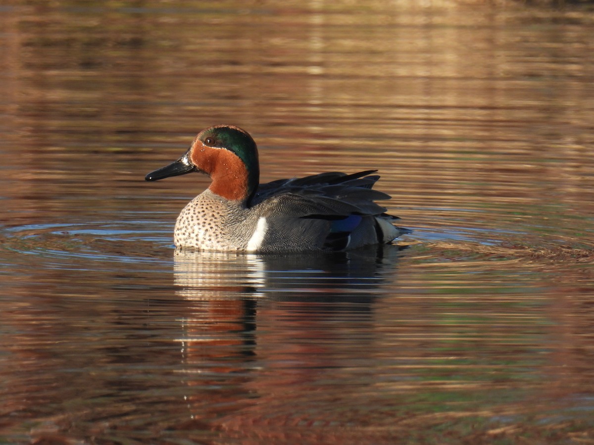 Green-winged Teal - ML548424881