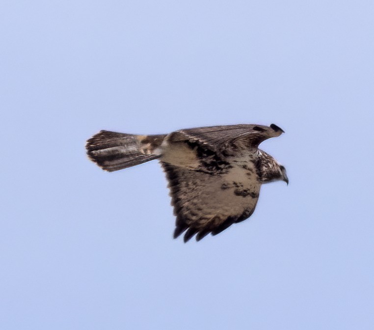 Red-tailed Hawk (Harlan's) - ML548428011
