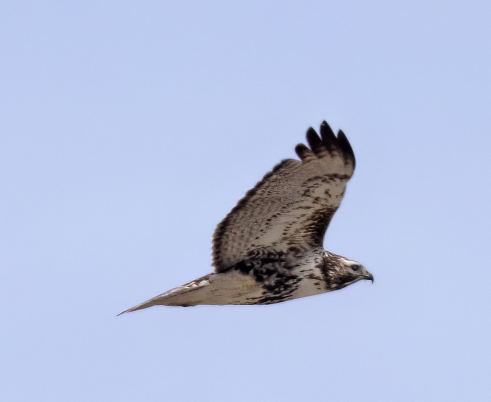 Red-tailed Hawk (Harlan's) - ML548428021